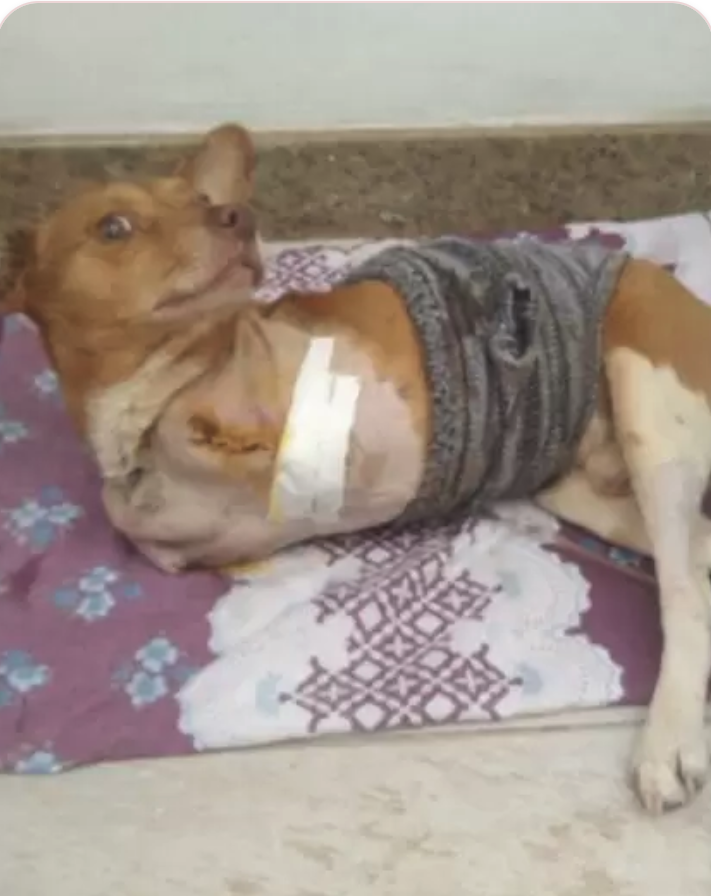Cão enfaixado descansando sobre uma manta no abrigo