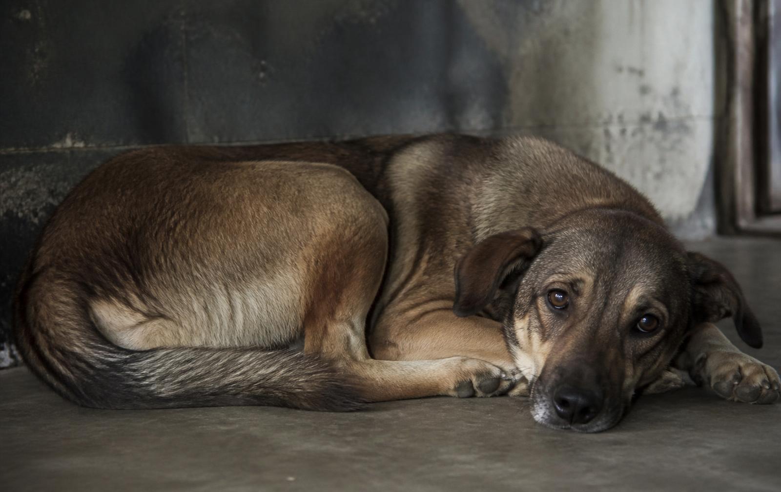 Cão resgatado deitado no chão do abrigo